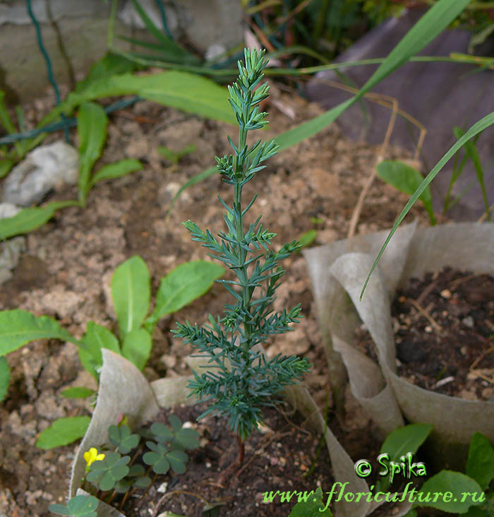 Сеянец Кипариса вечнозеленого, возраст 5,5 месяцев после всходов