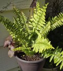 ���������� ����������� (Nephrolepis Exaltata)