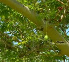 Плод Адансонии пальчатой, баобаба ( Adansonia digitata)