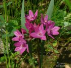   (Allium oreophilum)