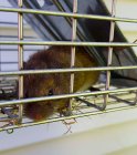 Полевая мышь (Apodemus agrarius)