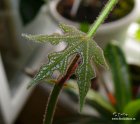 Молодой листик Брахихитона Бидвилла