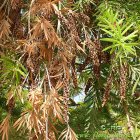 Callistemon_citrynus_plod.jpg