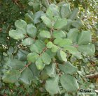 Ceratonia siliqua (Цератония стручковая, Рожковое дерево)