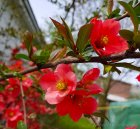 Имя файла=Chaenomeles_speciosa_flowers.jpg
Размер файла=490КБ
Размеры=1920x1772
Дата=Окт 14, 2022 Chaenomeles_speciosa_flowers.jpg