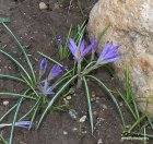  (Crocus) 