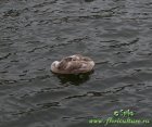 Лебедь-шипун (Cygnus olor)