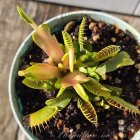 �������� ��������� (Dionaea Muscipula)