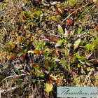 �������� ��������� (Dionaea muscipula)