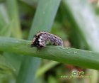 Шелкопряд травяной (Euthrix potatoria)