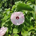   (Hibiscus moscheutos)