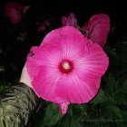 Hibiscus_moscheutos_pink.jpg