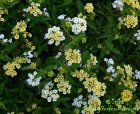 Lantana_camara_beluy.jpg