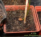 Чина широколистная или крупноцветковая (Lathyrus latifolius)