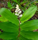 Майник кистистевидный, Смилацина кистистая (Maianthemum racemosum)
