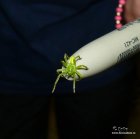 Micrommata_virescens191113_.jpg