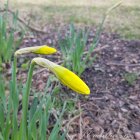 ������� (Narcissus)