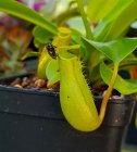 Nepenthes_fly.jpg