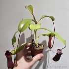 Nepenthes Lowii x Ventricosa Red