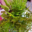 ���������� ����������� "������� ��������" (Nephrolepis Exaltata "Green Fantasy")