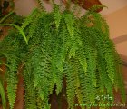 Nephrolepis_exaltata081014.jpg