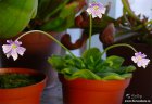 Pinguicula_emarginata_fl.jpg