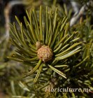����� ���������, ����������� (Pinus edulis)