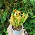 Sarracenia 'Barba Green'