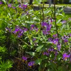 ������ ������-������� (Solanum Dulcamara)