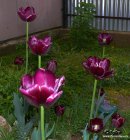 Tulipa_Black_Jack.jpg