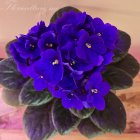 violet_purple_forum.jpg