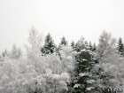 zima_v_lesy.JPG