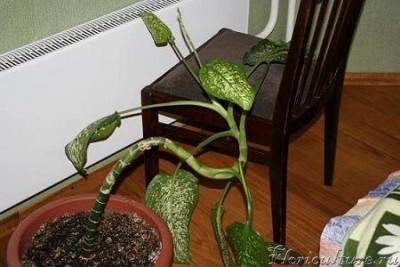 Изображение 1311.JPG