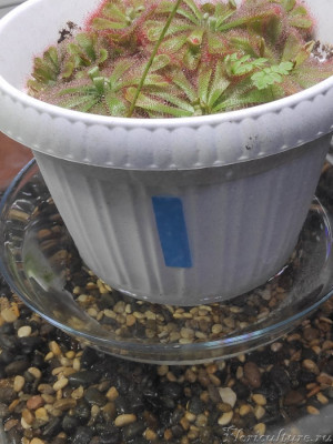 На дне грунт для аквариума, это лень было убирать и для влажности, туда наливаю водопроводную воду, а в поддон только дистилят