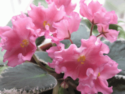 IMG_3759.gif