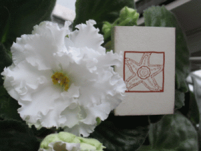 IMG_3775.gif