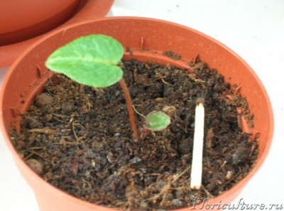 ...через 2,5 месяца