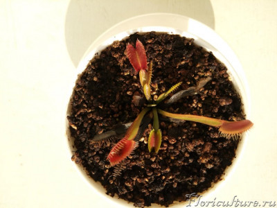 Фото до зимовки