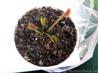 Фото после зимовки