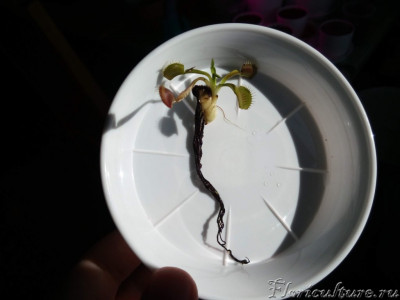 Слева вверху когда-то была точка роста, потом сместилась всторону и вглубь