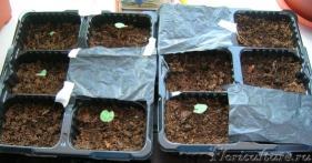 прошло1,5 месяца с дня посева и вооот....