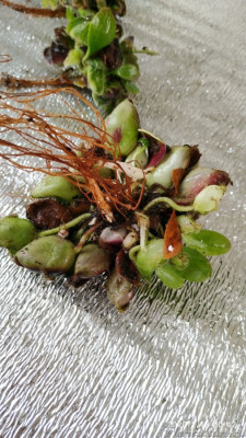 Корневая материнского цефа.