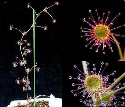 &amp;quot;Drosera auriculata&amp;quot;