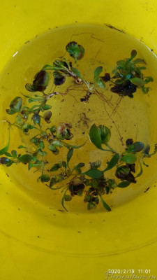 Детки в дис.