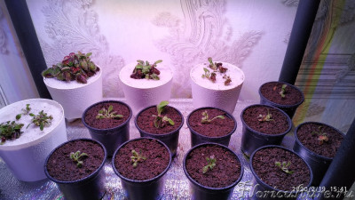 Общий вид, те детки у которых отчётливо имелся корень высажены под верхний слой кварца, в технологички высажены детки с отсутствием или малой частью корня для визуального контроля влажности верхнего слоя субстрата.