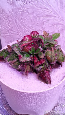 Материнский цеф под мультиком, корневая не тронута, просто пересажен.