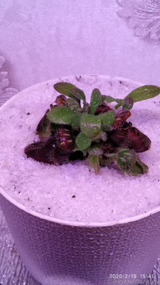 Пересаженный цеф ( малая детка) корневая не тронута.