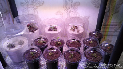 Материнский цеф при естественном освещении после водных процедур.