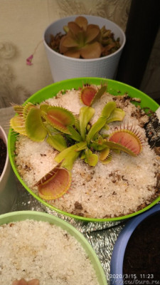 Санлайт + 660