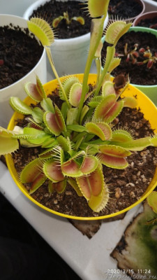 Южный подоконник + мультик